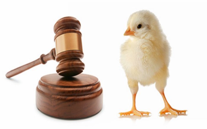 Animal rights attorney for cruelty cases